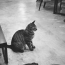 무채의아름다움 이미지