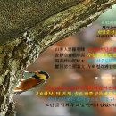 새벽숲 이미지