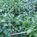 다락골농장 이미지