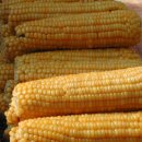 달빛여우 이미지