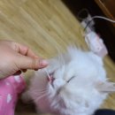 당첨되어 먹은 미달이네수산 박달홍게 [택배,생물]