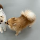 라이크몽 이미지