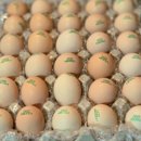 번호골농장 이미지