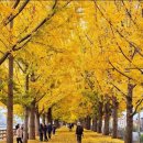 곡교천길 이미지