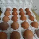 행운유정란 이미지