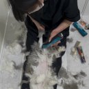 고양이 미용실 안냥 이미지