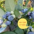 신평길농장 네이버블로그