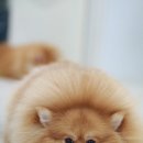 파주24시동물병원 이미지