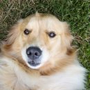 봄강아지 이미지