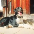 지리산 보더콜리 이미지