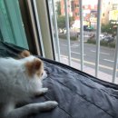 남뽕애견샵 이미지