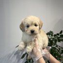 이쁜강아지 이미지