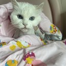 고양이 이발관 | 송도 무마취 미용 고양이 이발관 내돈내산 후기 / 고양이 호텔