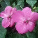 호제농장 이미지