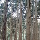 전주 한옥마을과 죽림 편백나무숲 이미지