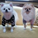 개이쁨샵 이미지