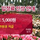 장미축제 이미지