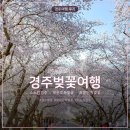 구암리 자전거도로 가로수 | 경주벚꽃 실시간 보문단지 벚꽃 만개｜소노캄경주 보문호수 벚꽃 경주여행