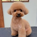 멍구르르 이미지