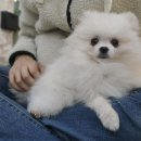 더왈츠앤조이피아 | 강남 애견카페 더왈츠 앤 조이피아 애견미용 호텔