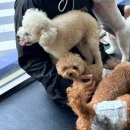 부산애견호텔 24시 강아지 유치원 미용 도그드림 서면점 | 서면 24시간 상주하는 애견미용 호텔 유치원 전부 다 가능한 &lt;도그 드림&gt;