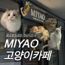 내몸에좋은호수약국 | [수원/광교] 미묘들과 함께하는 힐링데이트 수원 고양이카페 ‘MIYAO’ 광교호수공원점 후기