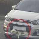 강남25동물병원 이미지