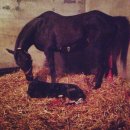 순산목장 이미지