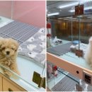 부산고양이분양 브라비펫 펫스테이션점 이미지