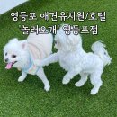 놀러오개 | 영등포 애견유치원 “놀러오개 애견호텔” 영등포점 호텔 이용후기(1박2일)