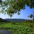 연꽃마을건넌들 이미지