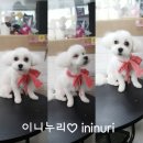 유미 펫 이미지