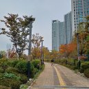 드림파크 국화축제 이미지