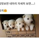 댕댕이 이미지