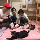 옥탑방 고양이 이미지