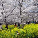 제17회 한림공원 왕벚꽃축제..왕벚꽃 하늘아래 유채꽃 바다 이미지