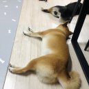 댕댕이 하우스 이미지