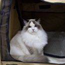 잘난돌스 이미지