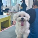 개인정애견샵 이미지