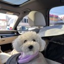 블루플래닛 | 화성애견카페 I 블루플래닛 I 소형견, 중/대형견 뛰어놀기좋은 잔디운동장