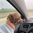 대전펫택시 이미지