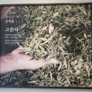 송내역카페 &#39;공차 부천투나빌딩점&#39; 녹진한 그린티라떼 맛있네요