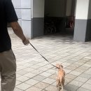 (주)좋은친구들 | 당진 주말일상, 좋은 친구들 불러 여자친구 집 이사하고 쿠키와 힐링 🙌🏻