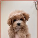 행복한강아지 이미지