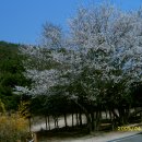 정이품 이미지