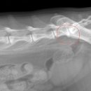 제일동물진단영상센터 이미지