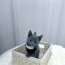 독스캣강아지고양이