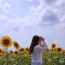 오봉교차로(김제) | 김제 죽산 해바라기 밭 발견! 주말에 다녀왔어요
