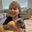 애묘(고양이)백과 - 브리티시 쇼트헤어 (British Shorthair) 이미지