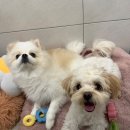 맘에든 유치원 | 김해애견호텔 찾다가 발견한 맘바이 김해점 솔직 후기